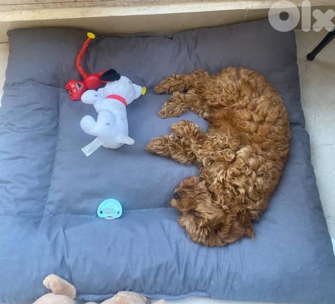poodle 6