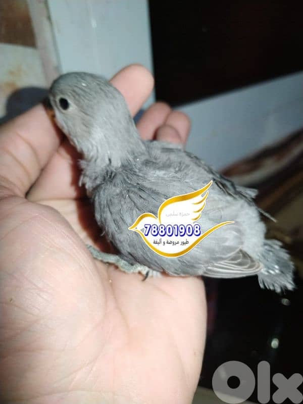 روز تزقيم فراخ كل الوان 2