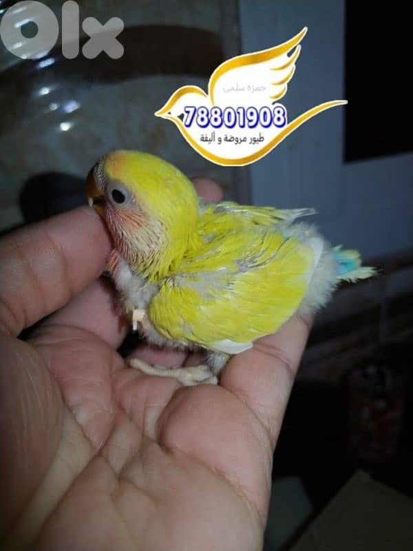 روز تزقيم فراخ كل الوان 3