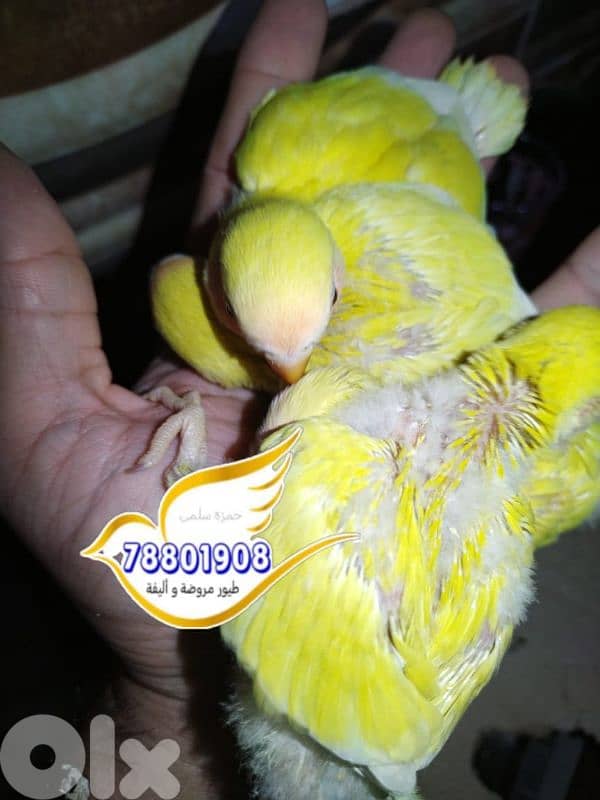 روز تزقيم فراخ كل الوان 4