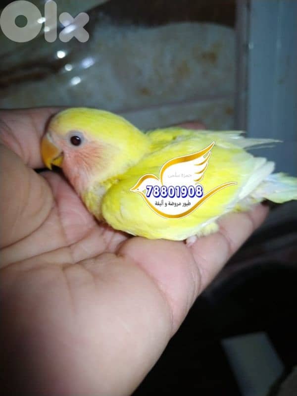 روز تزقيم فراخ كل الوان 5