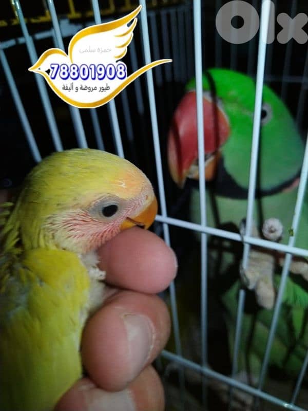 روز تزقيم فراخ كل الوان 6