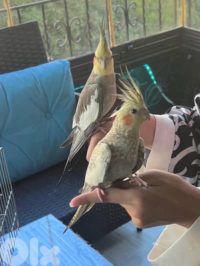 birds