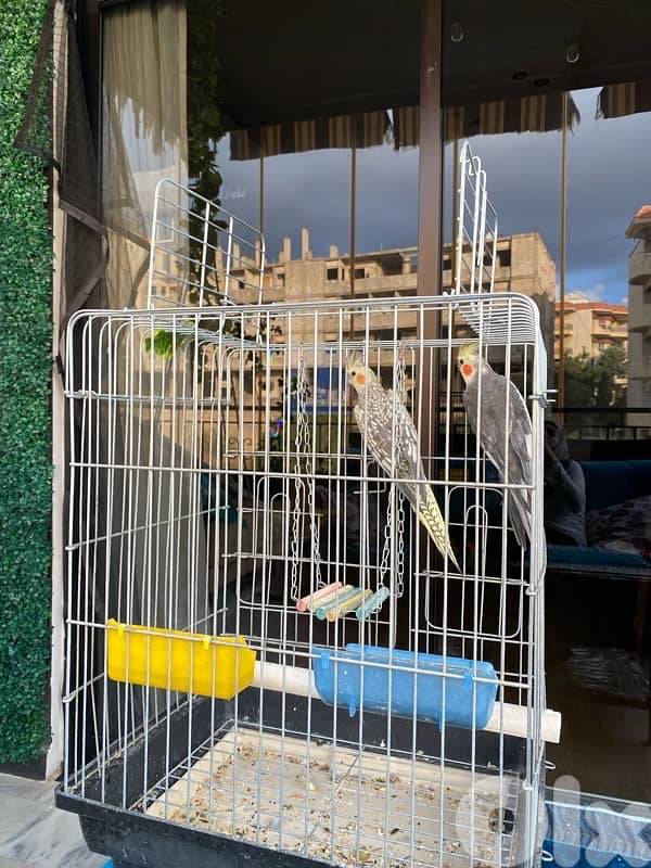birds 1
