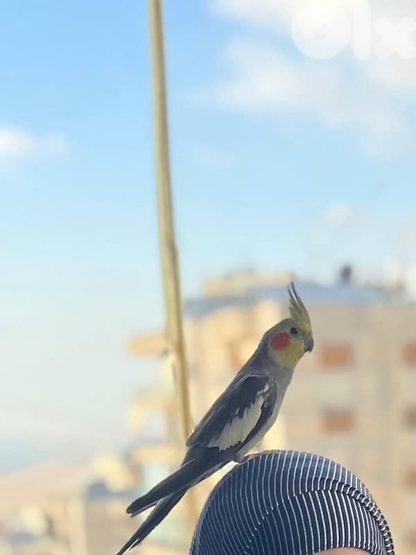 birds 2