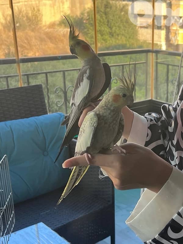 birds 3