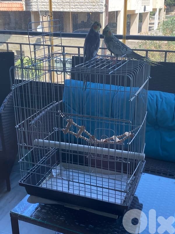 birds 4