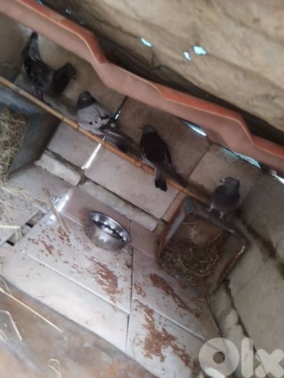 حلبا_عكار