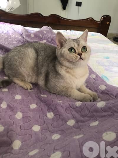 female silver chinchillah for sale