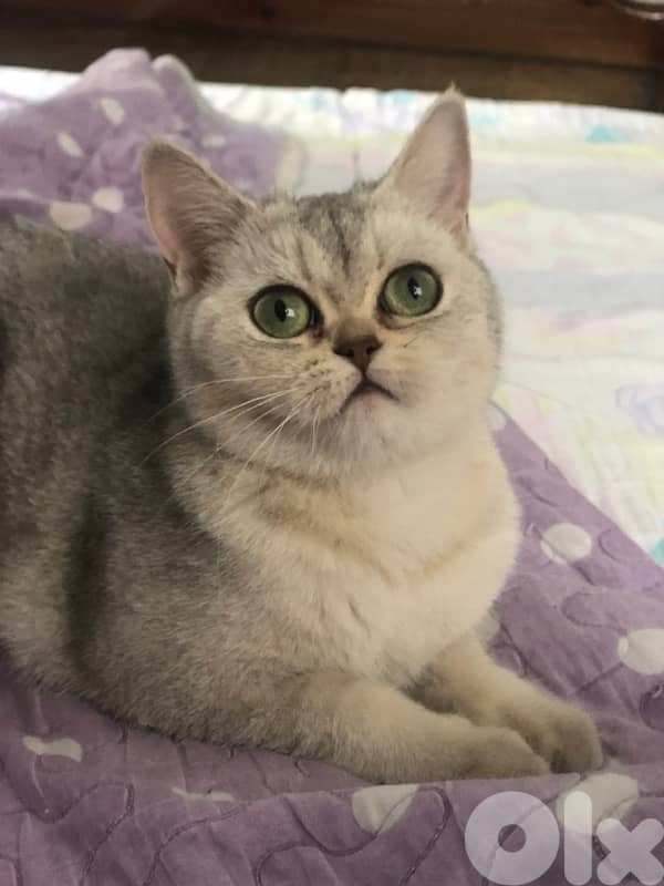 female silver chinchillah for sale 1