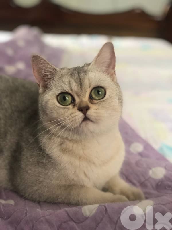 female silver chinchillah for sale 2