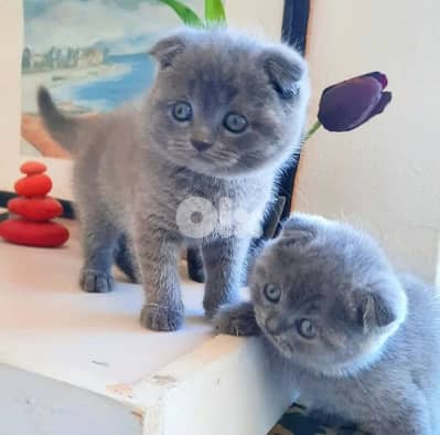 pure Scottish fold and british kittens for sale hight quality