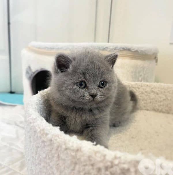 pure Scottish fold and british kittens for sale hight quality 1
