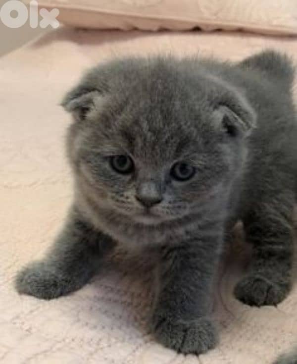 pure Scottish fold and british kittens for sale hight quality 2