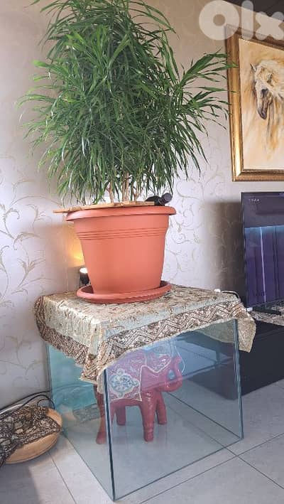 Glass tables and Aquarium