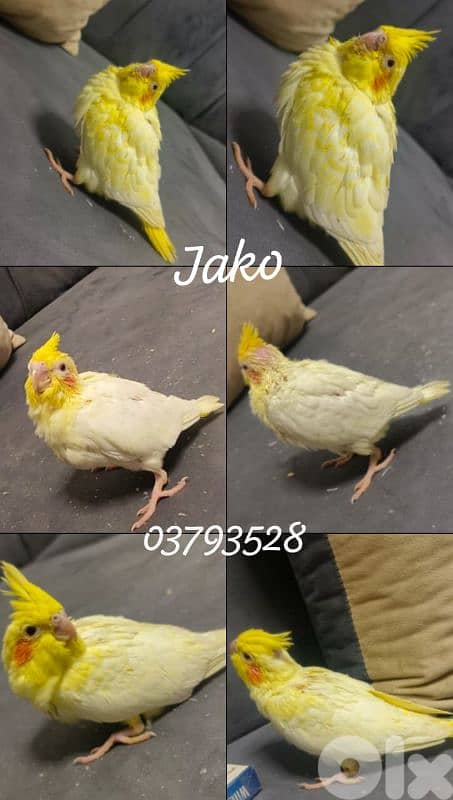 فراخ كروان تزقيم 0