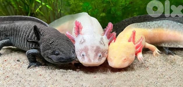 Axolotl