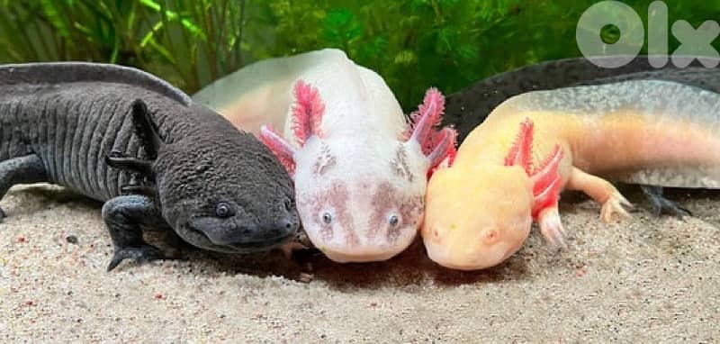 Axolotl 0