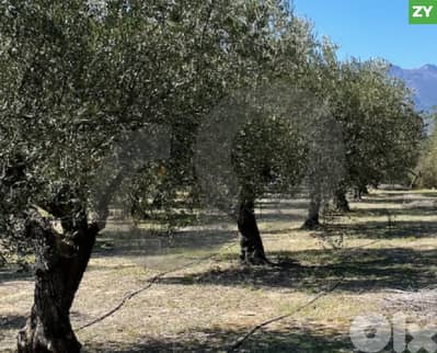 Below Market Value – Darbaachtar, Koura – Olive Trees REF#ZY127669