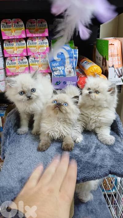 himalayan kitten 120$