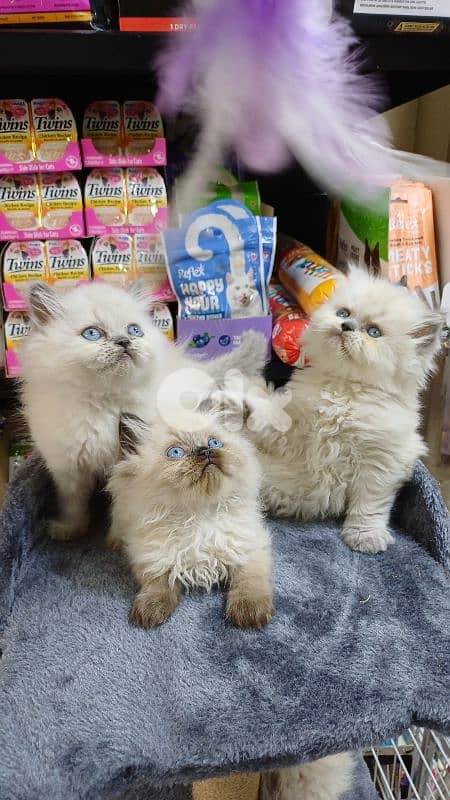 himalayan kitten 120$ 1