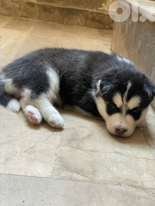 2 Female huskys 1
