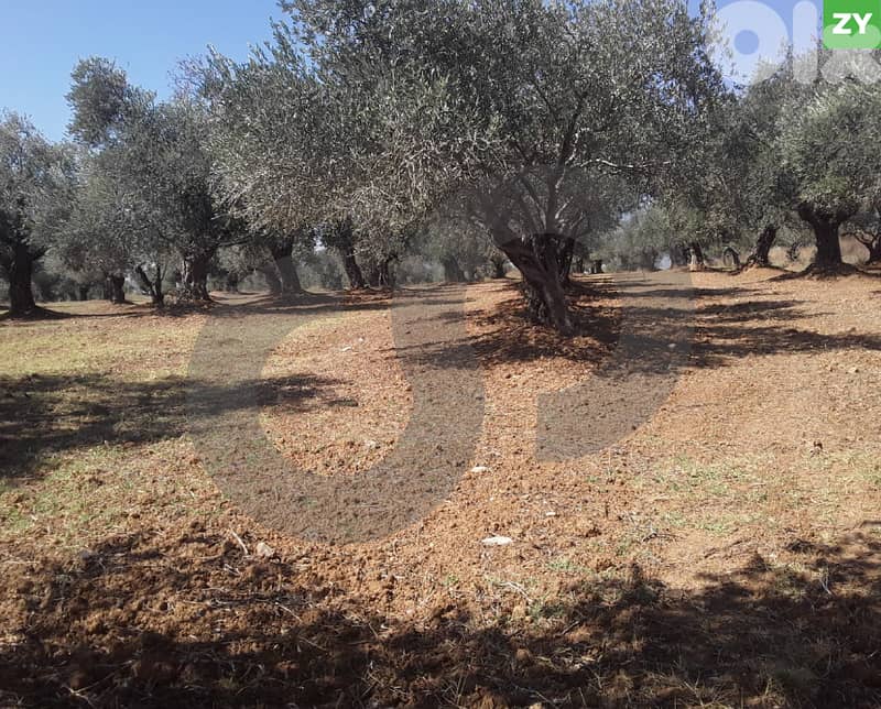 Below Market Value – Darbaachtar, Koura – Olive Trees REF#ZY127669 0