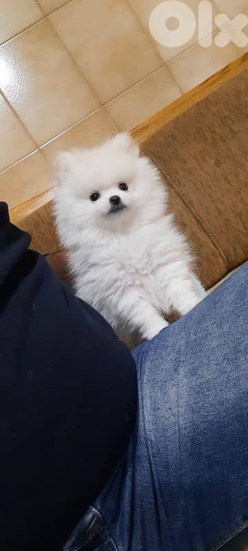 Pomeranian male and female full white vaccinted 1