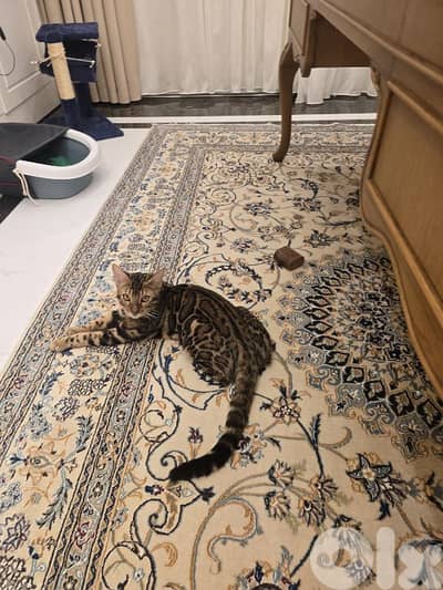 Bengal Male Kitten For Sale