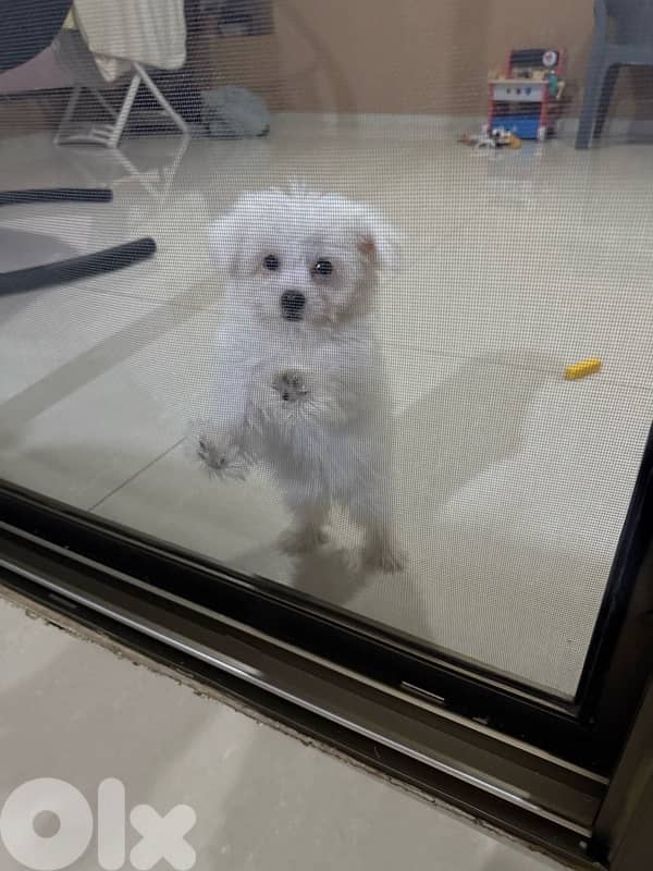 bichon maltese 0