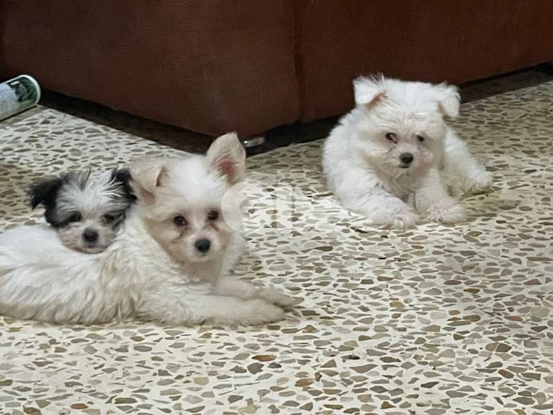 bichon maltese 1