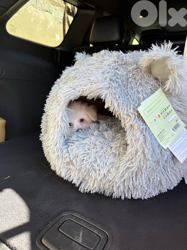 bichon maltese 3