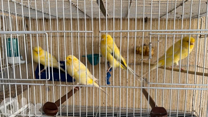 كناري نوع لونغ شاير 5