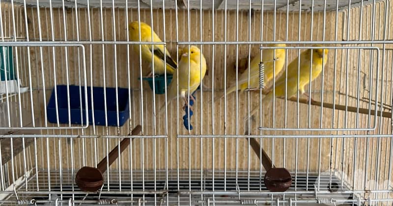 كناري نوع لونغ شاير 6