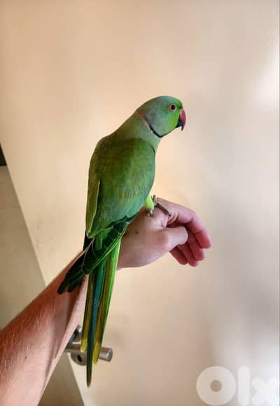 Friendly Tamed Indian Ringneck Parrot ببغاء دره هندي اليف