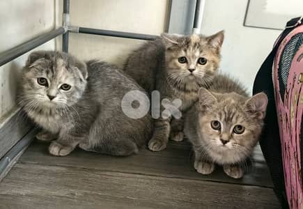 3 Adorable Sisters Looking for Their Forever Homes