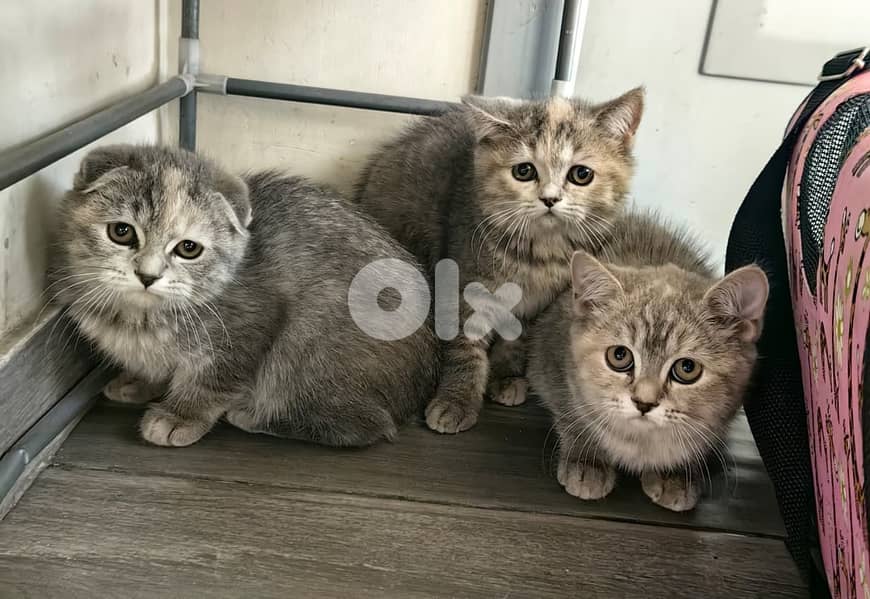 3 Adorable Sisters Looking for Their Forever Homes 0
