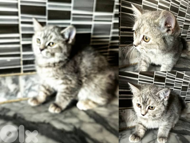 3 Adorable Sisters Looking for Their Forever Homes 1