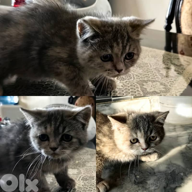 3 Adorable Sisters Looking for Their Forever Homes 2