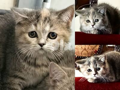 Females Kittens available for new familoes.