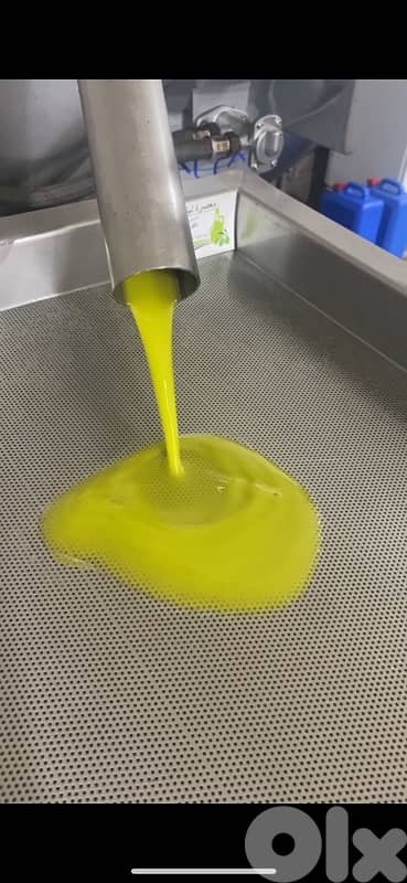 زيت زيتون 0