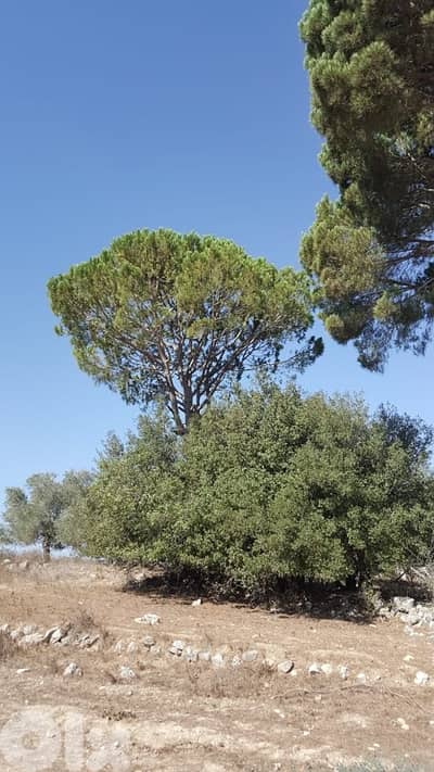 Land for sale in Marjeyoun | أرض للبيع في مرجعيون