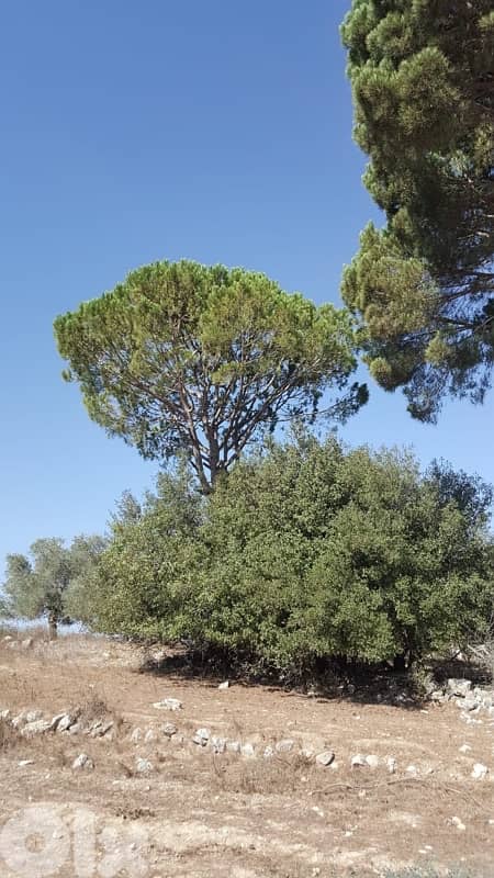 Land for sale in Marjeyoun | أرض للبيع في مرجعيون 0