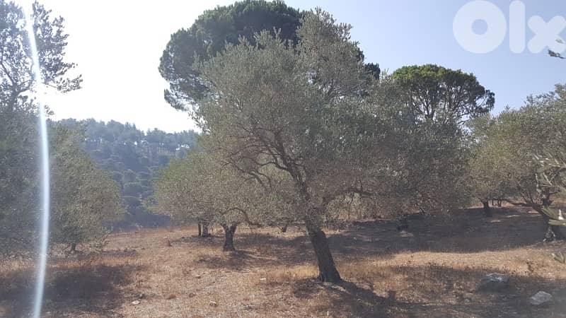 Land for sale in Marjeyoun | أرض للبيع في مرجعيون 1