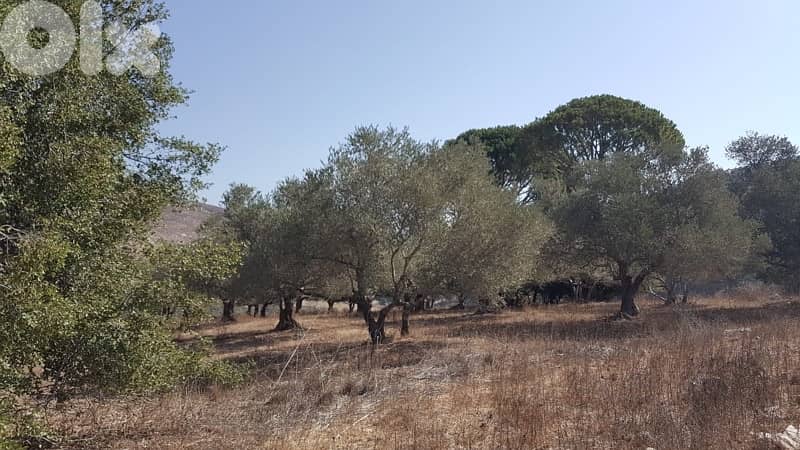 Land for sale in Marjeyoun | أرض للبيع في مرجعيون 2