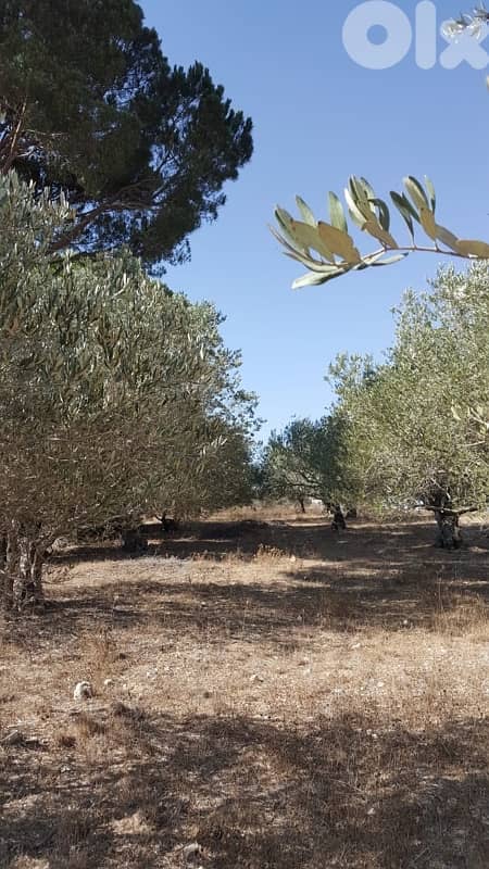 Land for sale in Marjeyoun | أرض للبيع في مرجعيون 3