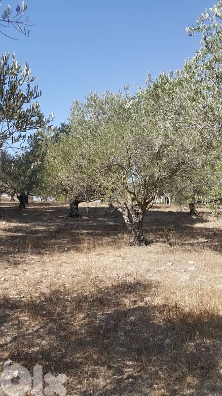 Land for sale in Marjeyoun | أرض للبيع في مرجعيون 4