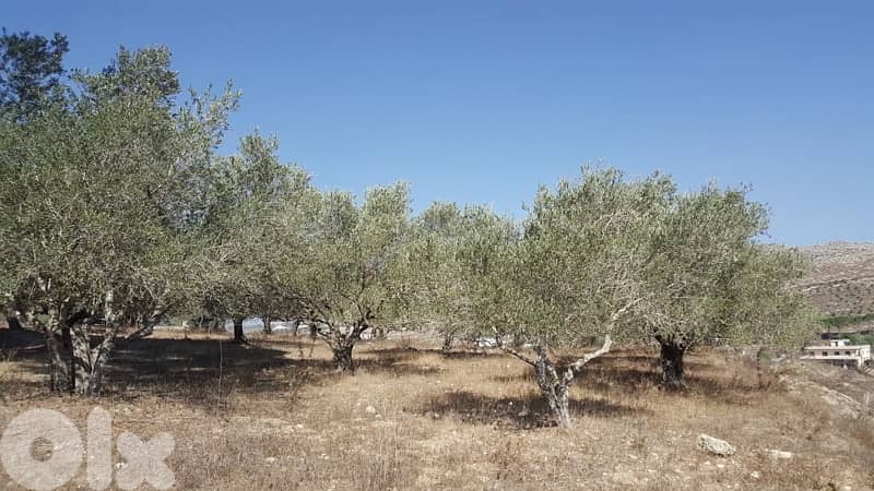 Land for sale in Marjeyoun | أرض للبيع في مرجعيون 5