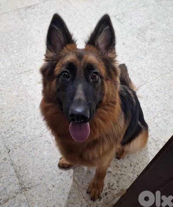 German Shepherd dog 0