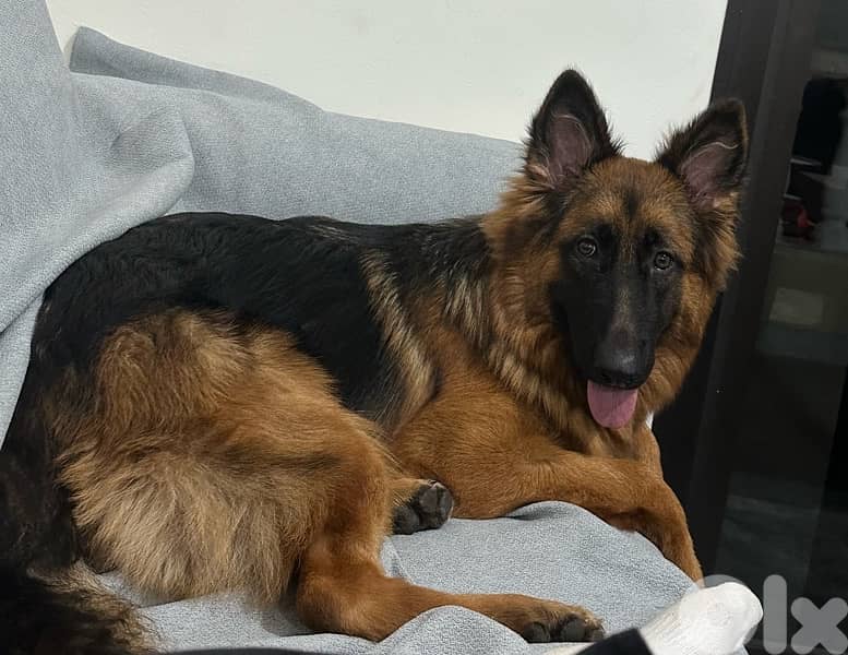 German Shepherd dog 1